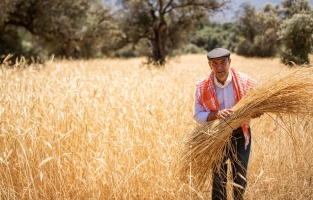 Saz çavdarının ilk hasadı yapıldı