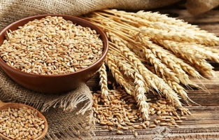 TMO, 395 bin ton ekmeklik buğday aldı