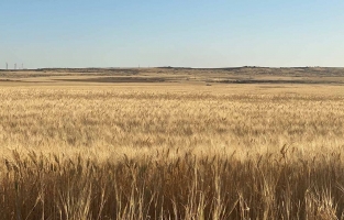 Buğday fiyatları arz endişeleriyle yükseldi