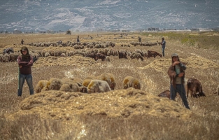 Esed rejimi, saldırılarıyla İdlib'deki halkın 'ekmek tarlasını' ateşe veriyor