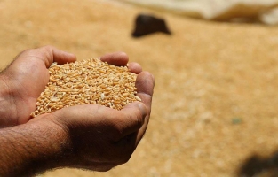 TMO, 720 bin ton buğday ve arpa ithalatı yapacağını duyurdu