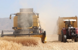 Kuraklık buğdayı da vurdu, rekolte yüzde 70 düştü!