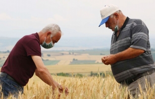 Edirne'de çiftçiler buğday harmanı sezonundan umutlu