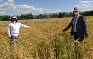 Kuraklığa ve soğuğa karşı buğday geliştirdi