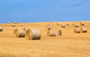 Saman altın fiyatlarını geçti! Çiftçi perişan..