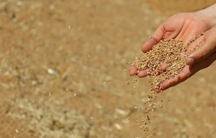 Uzmanlardan buğday krizi uyarısı: Kuraklık 'Türkiye'nin tahıl ambarı'nı vurdu