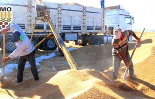 TMO'dan iki haftada 1.5 milyon ton buğday ve arpa ithalatı