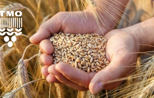 TMO, 286 dolara arpa ithalatı yapacak mı?