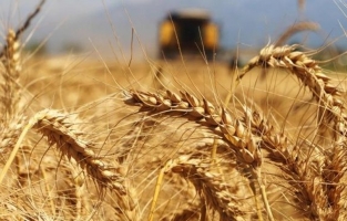 Kuraklık buğdayı vurdu, fiyatlar şimdiden yükselişe geçti