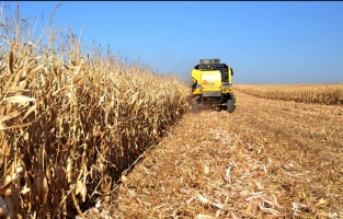 Hububat ve bakliyat ihracatı salgına rağmen arttı