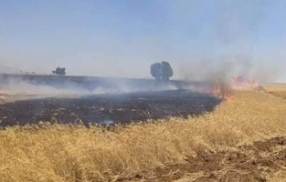 Biçerdöverin arızalanmasıyla çıkan yangında ekili buğday tarlası kül oldu!