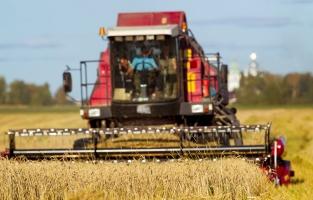 Buğdaya yüzde 25 zam! Kuraklık ithalatı patlatacak