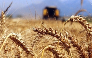 TMO, buğday ithalatı için ihale yapacak