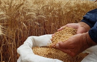 TMO, 245 bin ton arpa ithalatında flaş gelişme