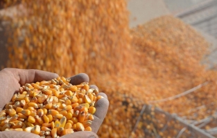 TMO mısır satışlarına başlayacak