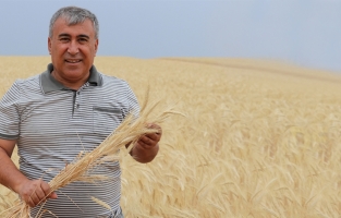 Alternatif ürün tritikale, kuraklığa ve zirai dona rağmen üreticisini mutlu etti