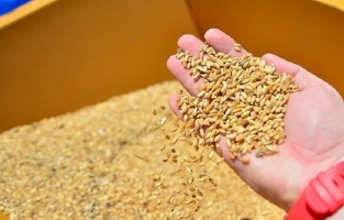 TMO, ton başına 300 dolardan arpa ithal edecek