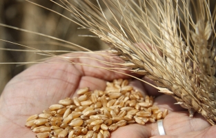 TMO'dan arpa ve buğday ihalesi