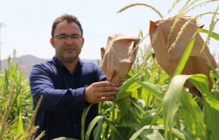 Yerli mısır tohumları üniversite tarlasında geliştiriliyor