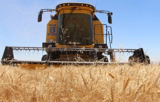 TMO'dan 310 bin ton arpa ithalatı hazırlığı