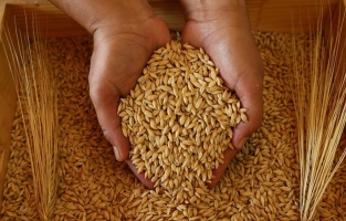 TMO 3 bin 210 liraya arpa ithal edecek!