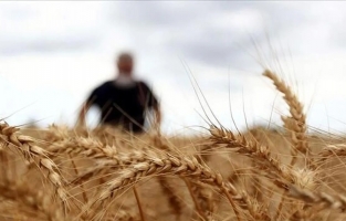 TMO, 300 bin ton ekmeklik buğday için teklif aldı