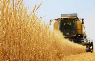 Piyasada buğday sıkıntısı...