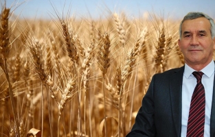 Azalan buğday verimine 'havza modeli' önerisi