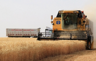 Buğday tüm dünyada alarm veriyor