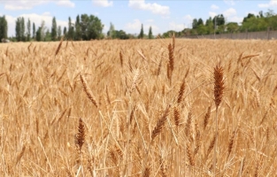 TMO gelecek yıl da girdi maliyetlerini dikkate alarak alım fiyatı açıklayacak