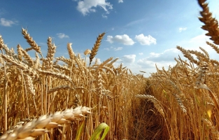 TMO'dan flaş buğday alım ihalesi
