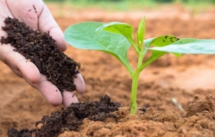 Gübre fiyatları ile ilgili yeni gelişme!