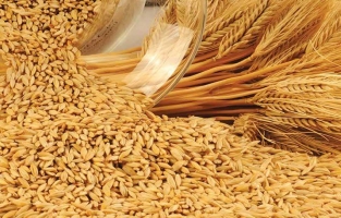 TMO ucuz buğday ve arpa fiyatlarına zam yaptı