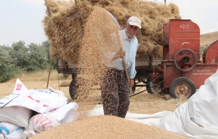 Buğdayda sarı alarm: Fiyatı son 10 yılın zirvesinde