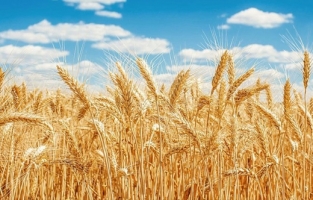 Buğdayda savaş paniği!