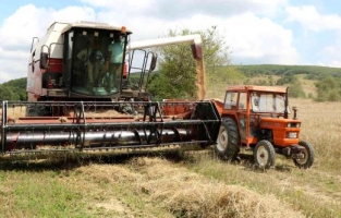 "Yerli buğday ile ekmek yapılamıyor!"