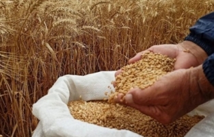 Ekmeklik buğday ve makarna stoğunda son durum...