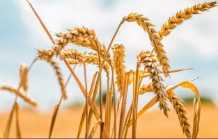 Dünya Bankası uyardı: Son 50 yılın en büyük krizi kapıda, buğday kıtlığı yaşanacak