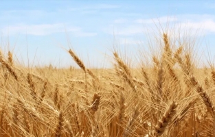 TMO'dan 100 bin tonluk buğday ithalatı