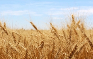 TMO'dan son dakika buğday ithalatı kararı