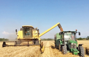 Buğdayımız geçen yıldan daha fazla: Tarım Bakanı Kirişci son noktayı koydu