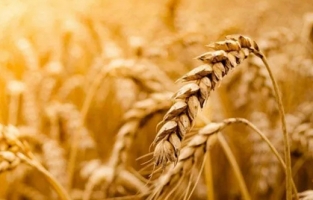 Dünyada 'tahıl' paniği! Türkiye'yi etkilemesi beklenmiyor