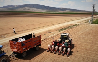 Konya Ovasında pancar ve ayçiçeğinde yüksek rekolte umudu