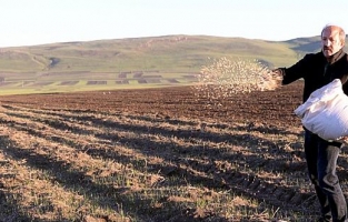 Türkiye buğday üretiminde kendi kendine yetiyor mu?