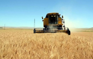 Türkiye'nin hububat stoklarında son durum