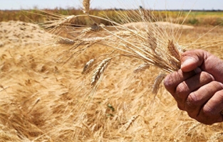 Ukrayna'daki buğday üretimi ne kadar azalacak?