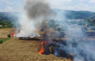 Buğday tarlaları yanıyor!