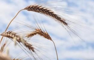 Buğday üreticisine ekim ve satımda dev destek