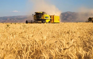 Son dakika... Hububat alım fiyatları artırıldı