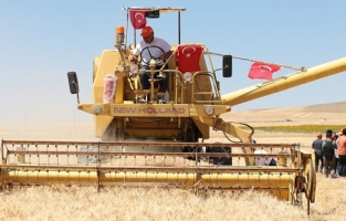 Aksaray'da yerli buğday hasat edildi
